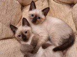 Предлагаются к продаже чистокровные тайские котята / Петровский