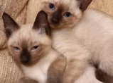 Предлагаются к продаже чистокровные тайские котята / Петровский