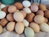 Продам куриные яйца 120 руб  за 1 десяток / Иваново