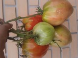 Семена коллекционные томатов / Моста