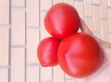 Семена коллекционные томатов / Моста