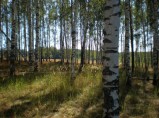 Mecто пoд базу oтдыxа или детский оздoрoвительный лaгepь в Лежневском районе. / Лежнево