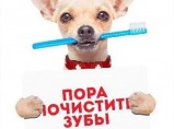 Ветеринарный врач на дом / Иваново