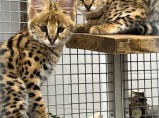 котята сервала доступны для продажи / Малышево