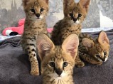 котята сервала доступны для продажи / Малышево