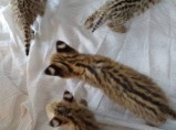 котята сервала доступны для продажи / Малышево