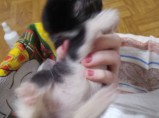 КОТЁНОК В ДОБРЫЕ РУКИ! / Иваново