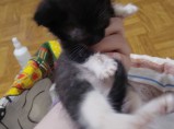 КОТЁНОК В ДОБРЫЕ РУКИ! / Иваново