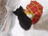 КОТЁНОК В ДОБРЫЕ РУКИ! / Иваново
