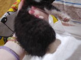 КОТЁНОК В ДОБРЫЕ РУКИ! / Иваново