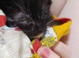КОТЁНОК В ДОБРЫЕ РУКИ! / Иваново